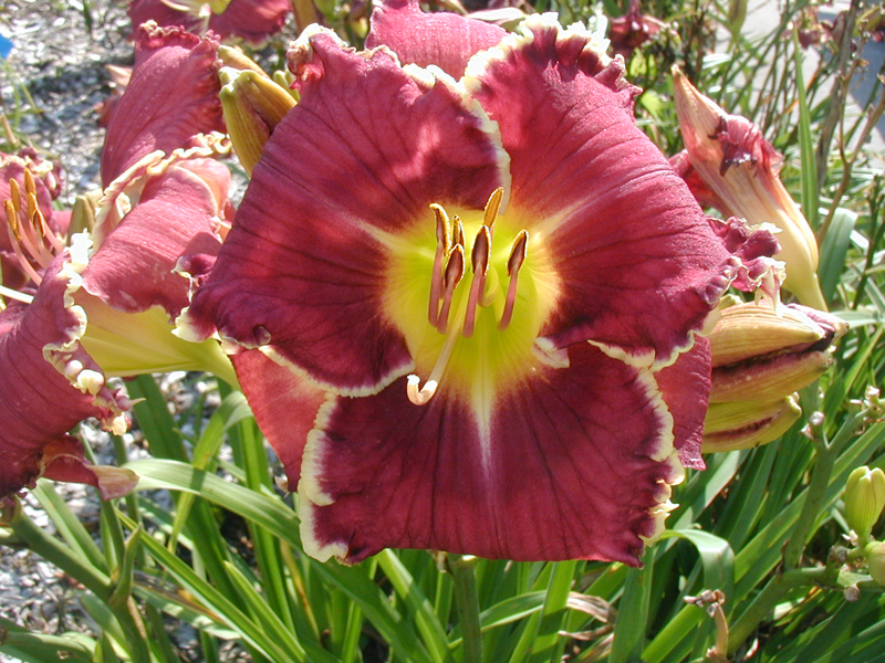 Let Not Your Heart Be Troubled